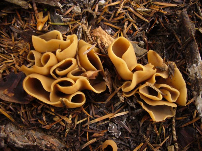 Otidea abietina?